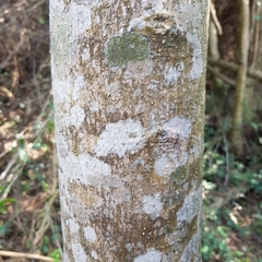 Chionanthus peglerae