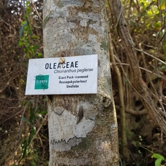 Chionanthus peglerae