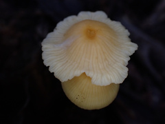 Entoloma farlowii