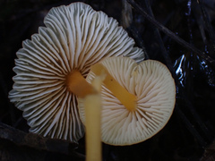 Entoloma farlowii