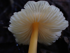 Entoloma farlowii