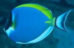 Acanthurus leucosternon