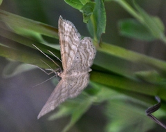 Idaea macilentaria