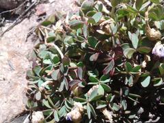 Oxalis heterophylla