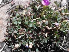 Oxalis heterophylla