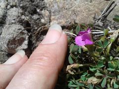 Oxalis heterophylla