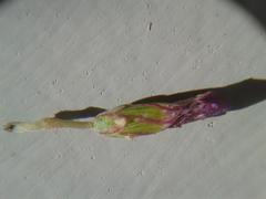 Oxalis heterophylla