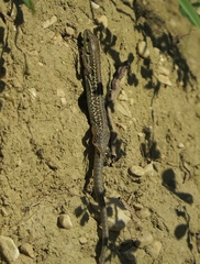 Lacertinae