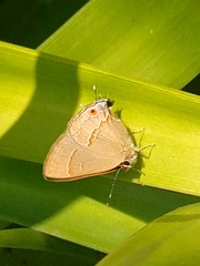 Arzecla tucumanensis