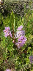 Melaleuca radula