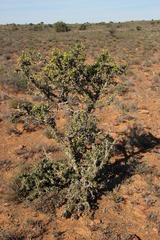 Ehretia rigida rigida