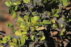 Ehretia rigida rigida