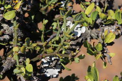 Ehretia rigida rigida