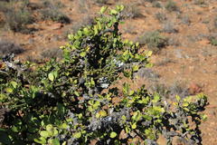 Ehretia rigida rigida