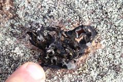 Xanthoparmelia hottentotta