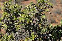 Ehretia rigida rigida