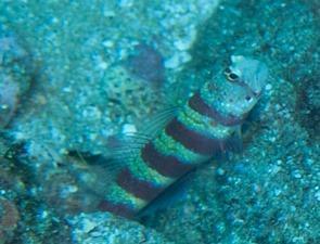 Gorgeous Prawn-goby