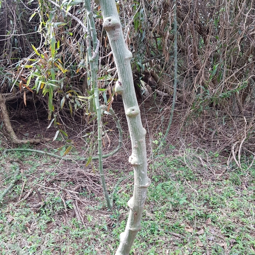 Image of Snake-Climber (Adenia gummifera) by (c) Margaret Burger, some rights reserved (CC BY-SA)
