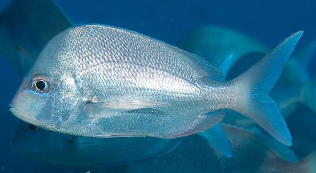 Slinger Seabream