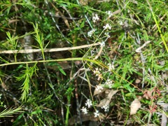 Platysace heterophylla