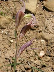 Gladiolus permeabilis permeabilis