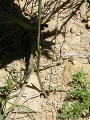 Gladiolus permeabilis permeabilis