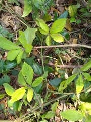 Cyphostemma hypoleucum