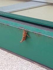 Triodia sylvina