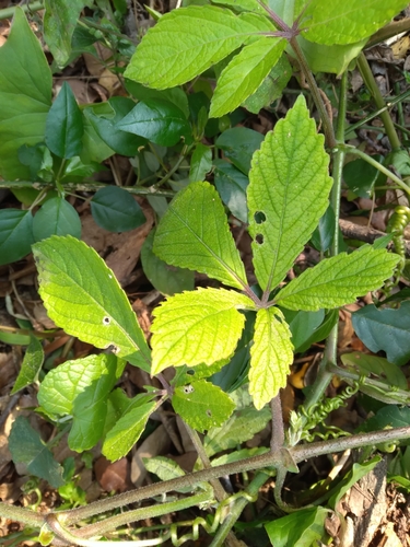 Cyphostemma hypoleucum