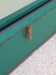 Triodia sylvina