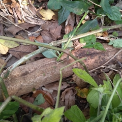 Cyphostemma hypoleucum