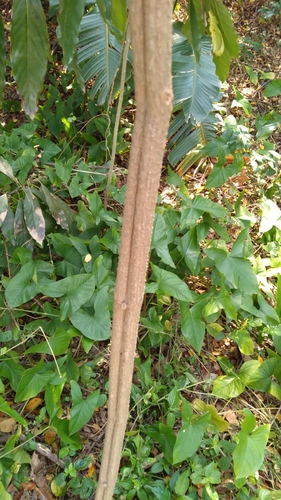 Cyphostemma hypoleucum