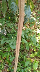 Cyphostemma hypoleucum