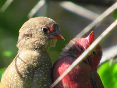 Lagonosticta senegala rendalli
