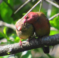 Lagonosticta senegala rendalli