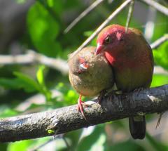 Lagonosticta senegala rendalli