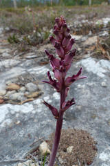 Lachenalia sessiliflora