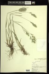 Bromus hordeaceus pseudothominii