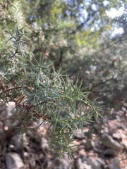 Juniperus deltoides