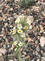 Oreocarya flavoculata