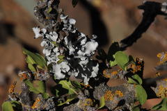 Ehretia rigida rigida