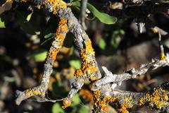 Ehretia rigida rigida