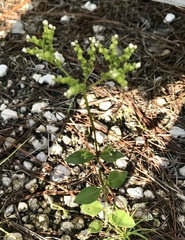Mitreola