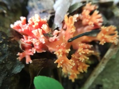 Ramaria subbotrytis
