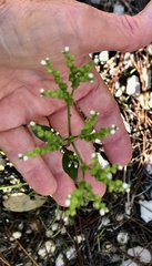 Mitreola