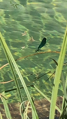Calopteryx virgo