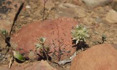 Albuca unifolia