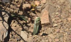 Albuca unifolia