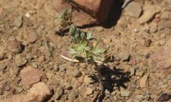 Albuca unifolia