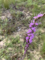 Liatris tenuifolia